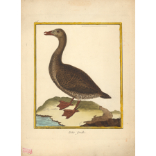 Eider femelle.