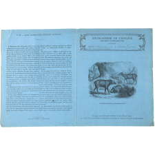 Le Babiroussa ou cochon-cerf - Histoire naturelle n°40.