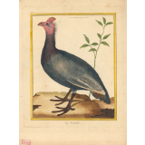 La Peintade.