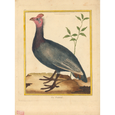 La Peintade.