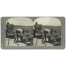 Loading Pineapples on a Motor Flat Car, Florida, U.S.A.