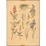 Nos fleurs, par M. Leclerc du Sablon. Pl. XVI.