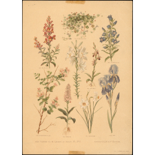 Nos fleurs, par M. Leclerc du Sablon. Pl. XVI.