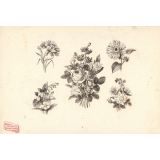 Planche de fleurs.