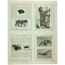 Chauve-souris roussette - Le tigre - Histoire naturelle n° 3 et 11.