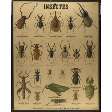 Tableaux muraux : 3ème Série. Types comparés : 219- Insectes.