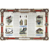 Histoire Naturelle Populaire : Pl. N° 6- Les ennemis et les auxillaires naturels des Cultivateurs publié par ordre du Ministre de l'Instruction Publique pour les Écoles primaires, cours d'adultes, etc.