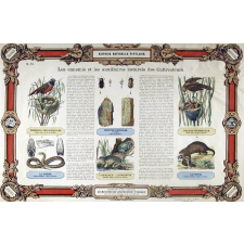 Histoire Naturelle Populaire : Pl. N° 6- Les ennemis et les auxillaires naturels des Cultivateurs publié par ordre du Ministre de l'Instruction Publique pour les Écoles primaires, cours d'adultes, etc.