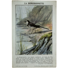 Oiseaux