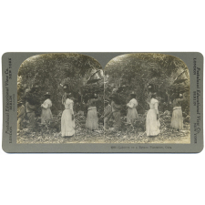 Laborers on a Banana Plantation, Cuba.