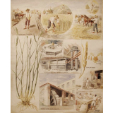 Tableau mural. El trigo. 