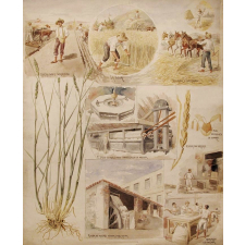Tableau mural. El trigo.