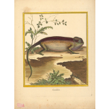 Caméléon.