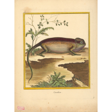 Caméléon.
