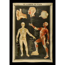Tableau mural. Le corps humain. Planche N°1.