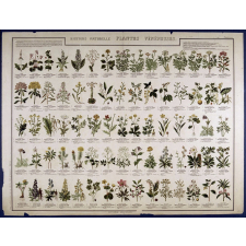 Histoire Naturelle : Plantes vénéneuses. 2ème Partie.