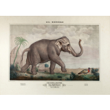 Tableau mural. Asia méridionale. 