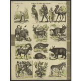 Animaux du jardin des plantes.