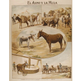 Tableau mural. El asno y la mula.