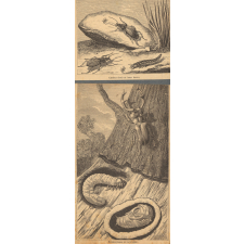 Carabes dorés et leurs larves. Métamorphoses du cerf-volant.