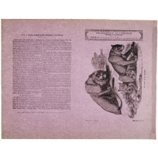 Le Lion et sa famille - Histoire naturelle n°6.