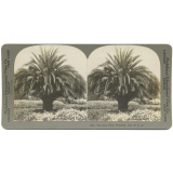 The Date Palm, Pasadena, Cal., U.S.A.