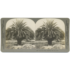 The Date Palm, Pasadena, Cal., U.S.A.
