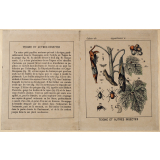 Teigne et autres insectes.