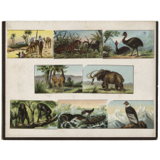 Loto des animaux. 