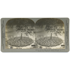 A Whole Raft of Cocoanuts-Scene on a Tropic Stream near Pagsanjan, Island of Luzon, P.I.