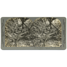 The Eccentric Growth of Cocoa Pods, Dominica, B.W.I.