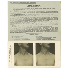 178. Front and side of Neck. The Edinburgh Stereoscopic Atlas of Anatomy. Head and Neck. Surface anatomy - N°1.
