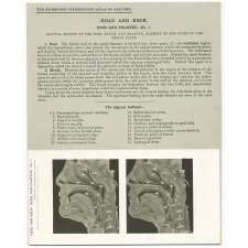 197. Sagittal section of the Nose, Mouth, and Pharynx. The Edinburgh Stereoscopic Atlas of Anatomy. Head and Neck. Nose and pharynx - N°1. 