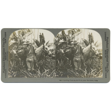 Loading Pines in the Field, near Marianao, Cuba.
