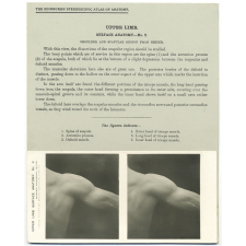 119. The Back. The Edinburgh Stereoscopic Atlas of Anatomy. Upper Limb. Surface anatomy - N°2. Shoulder and scapular region from behind.
