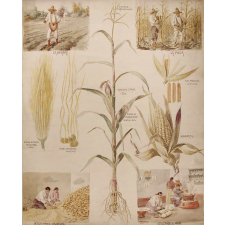 Tableau mural. El maiz. 