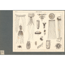 Mollusques.