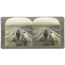 Bull Plough - Preparing Rice Field for Planting, Japan.