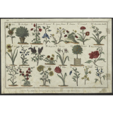 Alphabet des plantes. 
