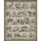 Musée des animaux domestiques et familiers. N° 2.