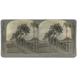 The Royal Palm. Whose Tall, Slender Grace is Marvel to All the World, Guadeloupe, F. W. I. 