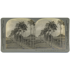 The Royal Palm. Whose Tall, Slender Grace is Marvel to All the World, Guadeloupe, F. W. I. 