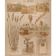 Tableau mural. El arroz.