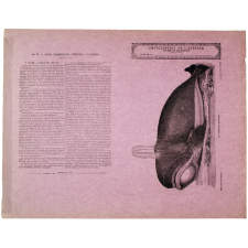 La Baleine franche - Histoire naturelle n°76.