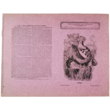 La Huppe - Histoire naturelle n°90.