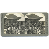 Cane Ready for the Grinding Process, Island of St Kitts, B.W.I.