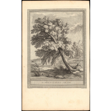Fable de La Fontaine. Le Chêne et le Roseau. Fable XXII.