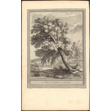 Fable de La Fontaine. Le Chêne et le Roseau. Fable XXII.