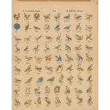 Différents oiseaux. 115. Verscheidene Vogels.