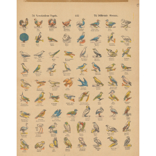 Différents oiseaux. 115. Verscheidene Vogels.